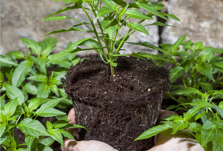 Capsicum annuum Capsicum annuum