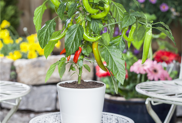 Capsicum annuum Capsicum annuum