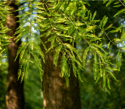 Die beliebtesten Nadelgehölze – Stars mit Nadeln im Garten Die beliebtesten Nadelgehölze – Stars mit Nadeln im Garten