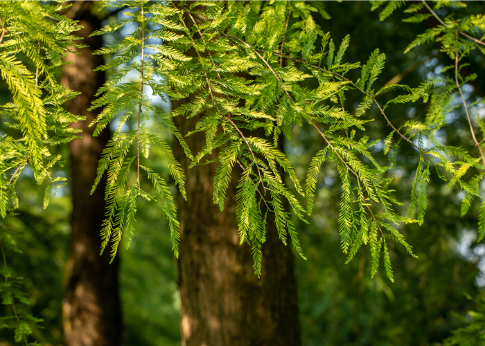 Die beliebtesten Nadelgehölze – Stars mit Nadeln im Garten