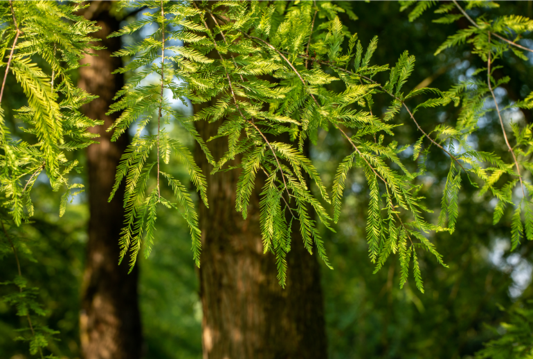 Taxodium distichum Rick.