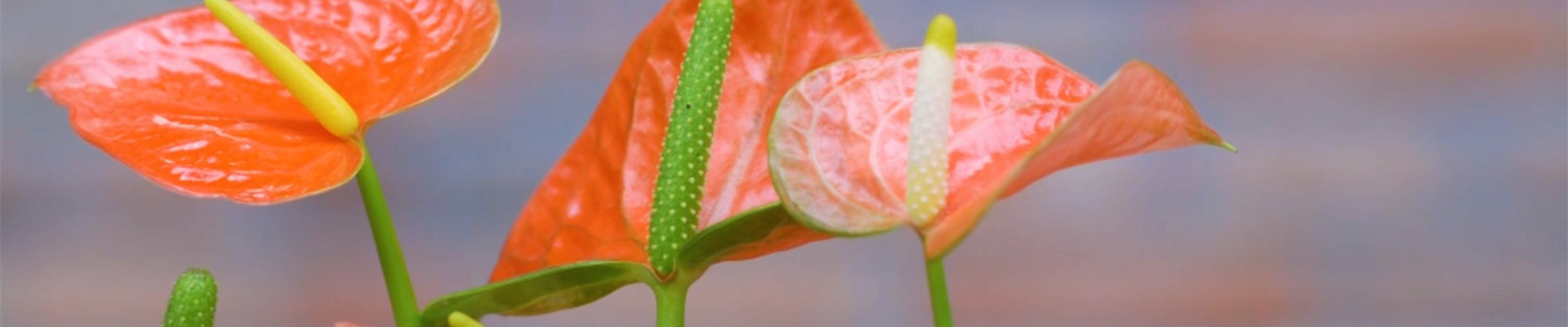 Flamingoblume - Umtopfen (Thumbnail) Flamingoblume - Umtopfen (Thumbnail)