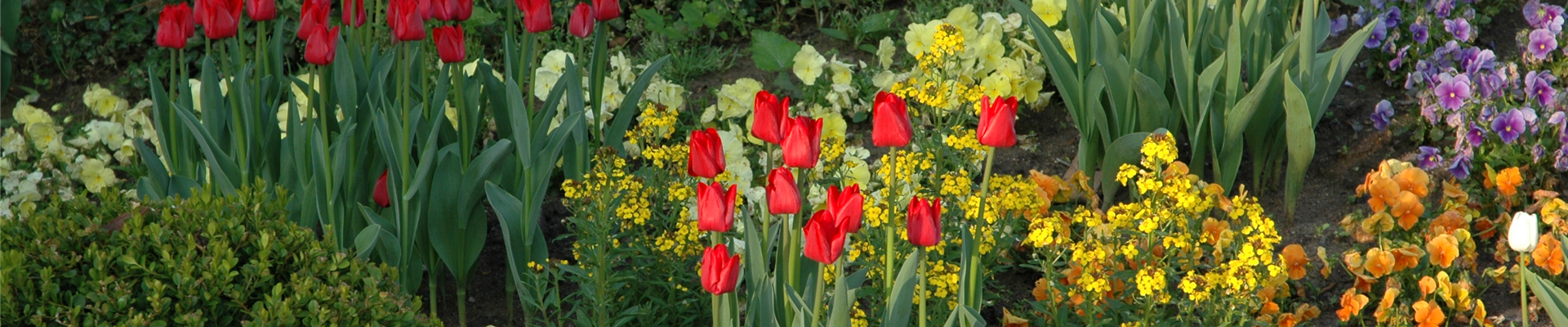 Beet mit Tulpen und Frühlingsblühern Beet mit Tulpen und Frühlingsblühern