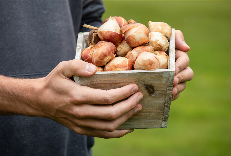 Tulpenzwiebeln Tulpenzwiebeln