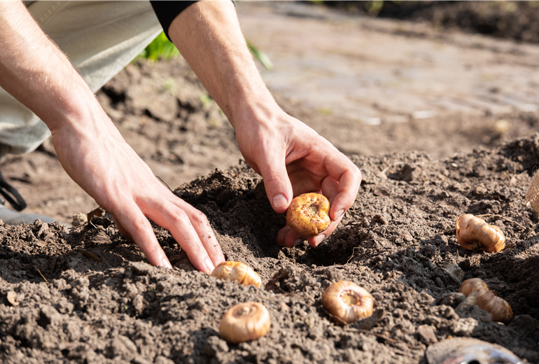Blumenzwiebeln einpflanzen Blumenzwiebeln einpflanzen