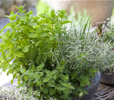 Küchenkräuter Küchenkräuter