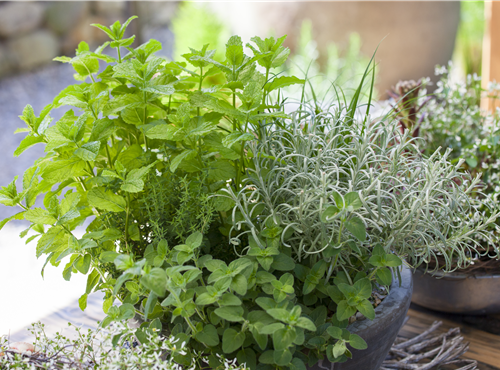 Küchenkräuter Küchenkräuter