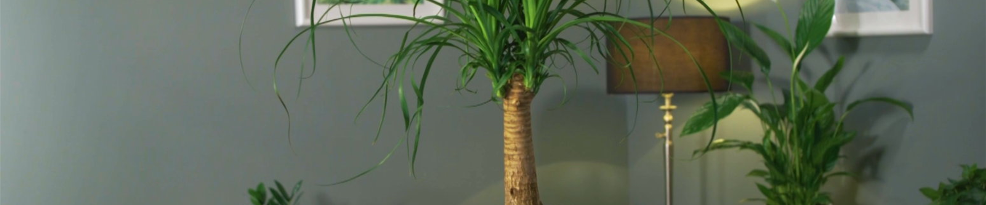 Zimmerpflanzenportrait - Elefantenfuß (Thumbnail)