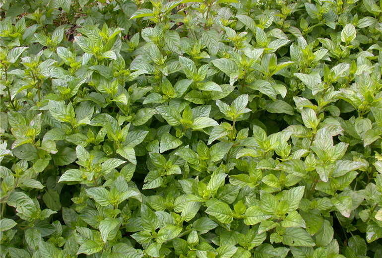 Mentha x piperita 'Orange' Mentha x piperita 'Orange'