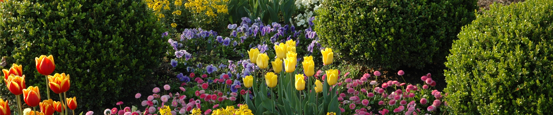 Beet mit Tulpen und Buchskugeln Beet mit Tulpen und Buchskugeln