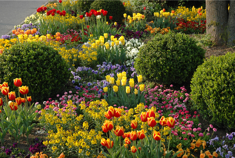 Beet mit Tulpen und Buchskugeln Beet mit Tulpen und Buchskugeln