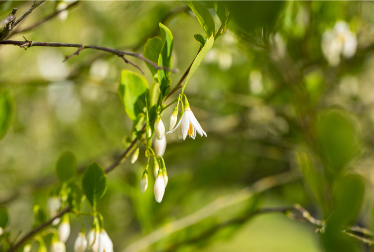 Styrax americanus Styrax americanus