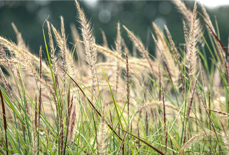 Pennisetum setaceum 'Sky Rocket'(s) Pennisetum setaceum 'Sky Rocket'(s)