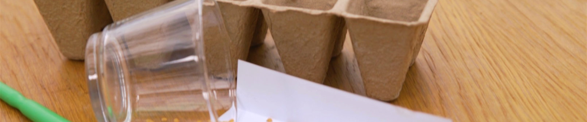 Aubergine - Aussaat (Thumbnail)