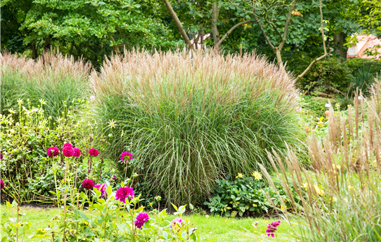 Die schönsten Begleitpflanzen für Gräser finden Die schönsten Begleitpflanzen für Gräser finden