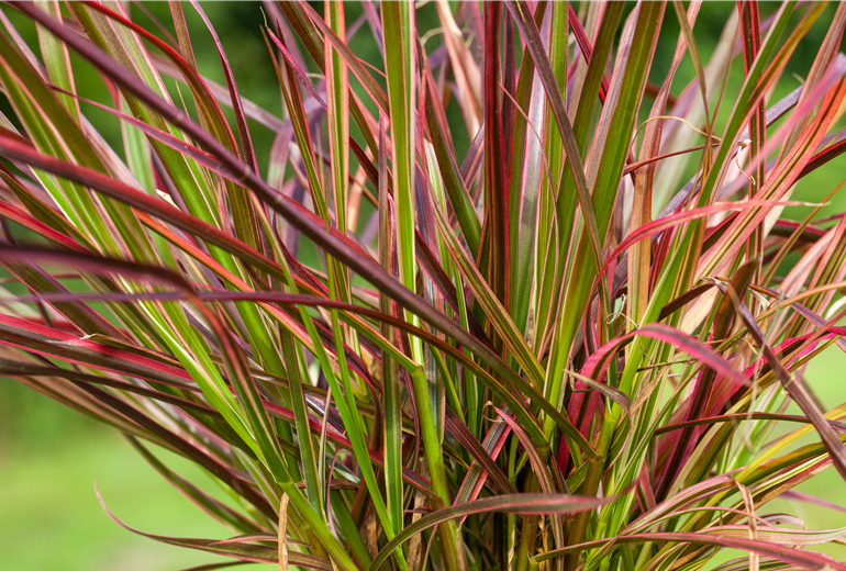 Pennisetum setaceum 'Fireworks'(s) Pennisetum setaceum 'Fireworks'(s)