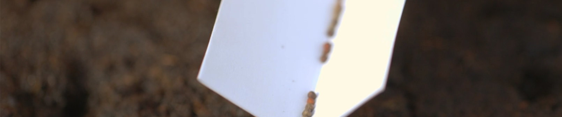 Brokkoli - Aussaat (Thumbnail) Brokkoli - Aussaat (Thumbnail)