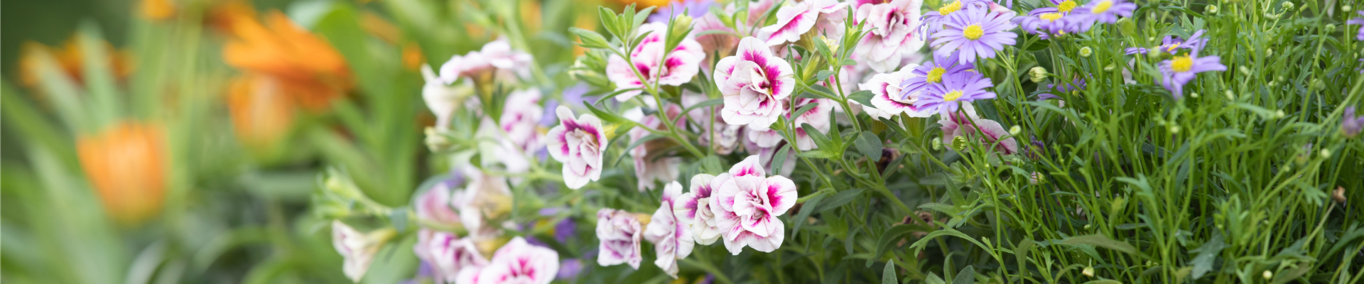 Calibrachoa 'PinkTastic' Calibrachoa 'PinkTastic'