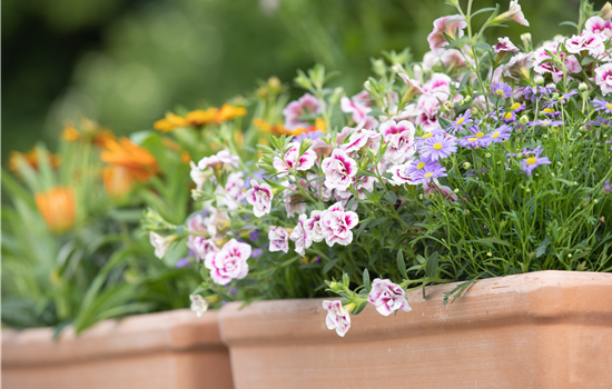 Schädlinge auf dem Balkon bekämpfen Schädlinge auf dem Balkon bekämpfen