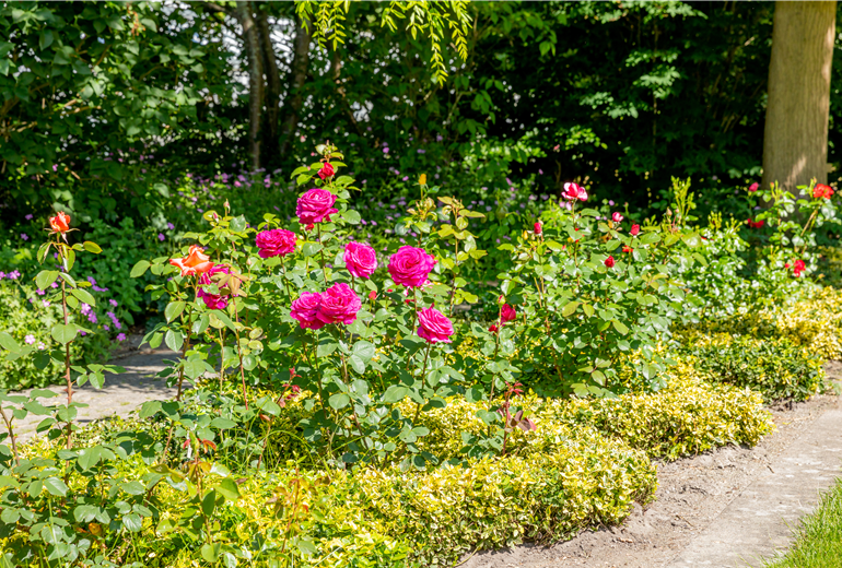 Rosengarten