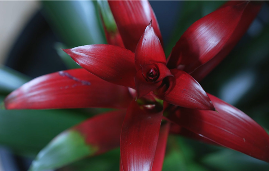 Bromelie (rot) - Umtopfen Bromelie (rot) - Umtopfen