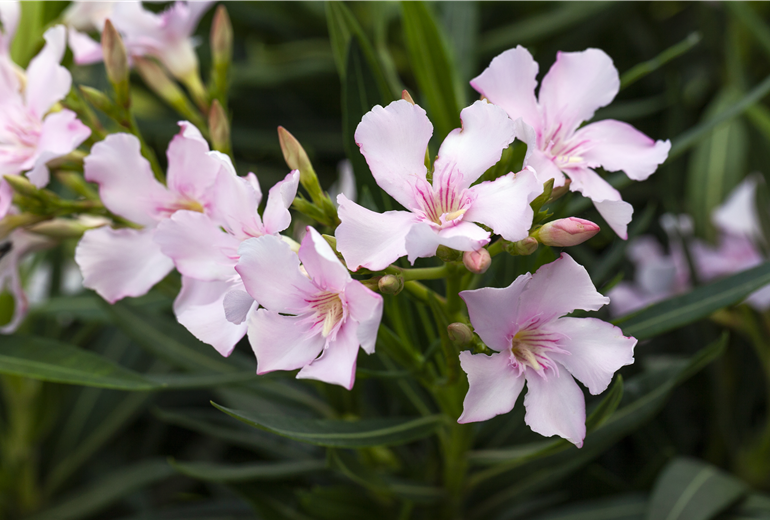 Nerium oleander, rosa
