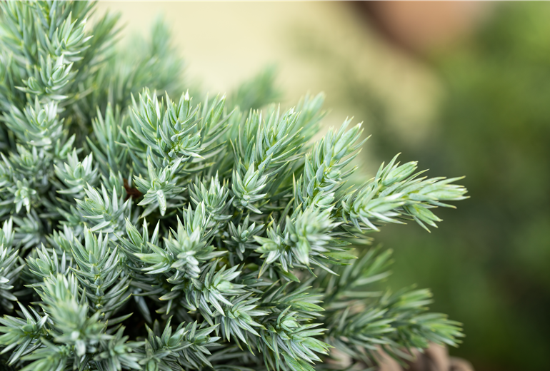 Juniperus communis