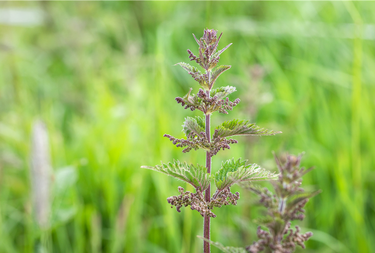 Urtica dioica