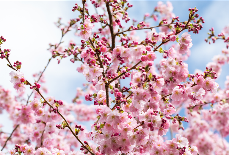 Prunus subhirtella 'Accolade' Prunus subhirtella 'Accolade'