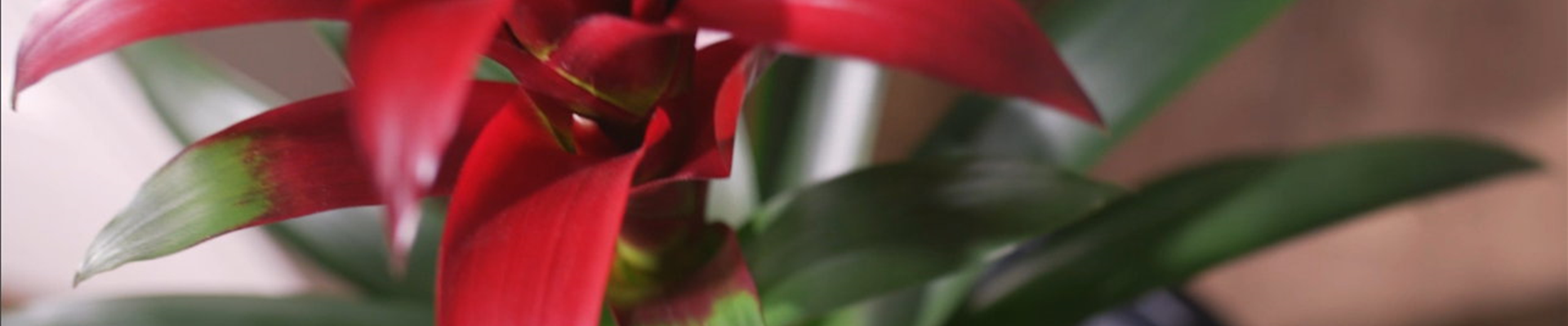 Zimmerpflanzenportrait Bromelie rot (Thumbnail) Zimmerpflanzenportrait Bromelie rot (Thumbnail)