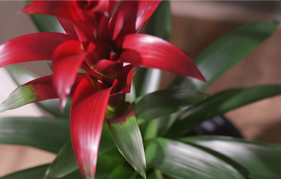 Zimmerpflanzenportrait - Bromelie Zimmerpflanzenportrait - Bromelie