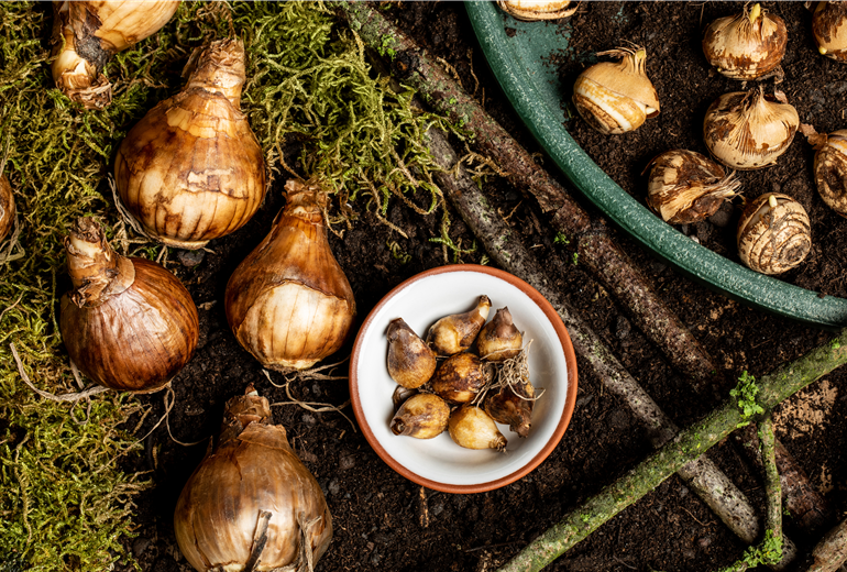 Verschiedene Blumenzwiebeln Verschiedene Blumenzwiebeln