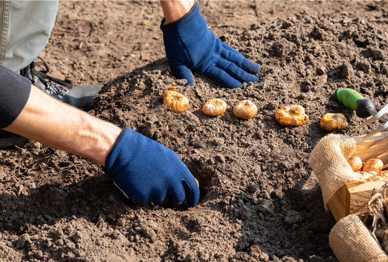 Blumenzwiebeln einpflanzen Blumenzwiebeln einpflanzen