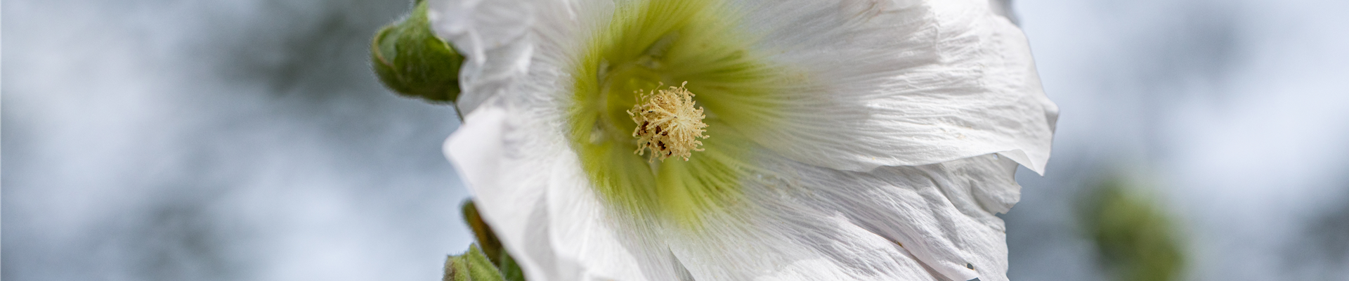 Alcea rosea, weiß