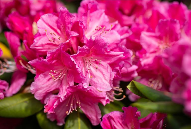 Rhododendron großblumig, pink