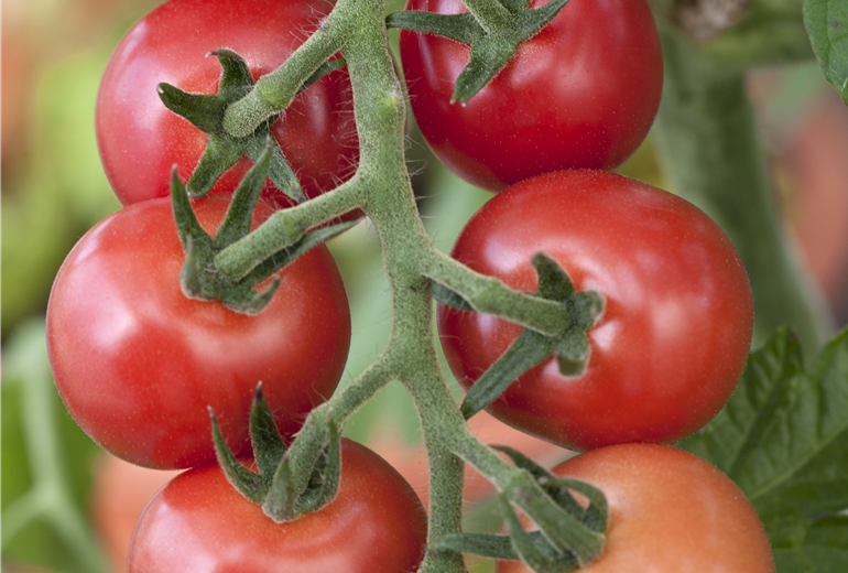 Solanum lycopersicum Rhianna F1 Solanum lycopersicum Rhianna F1