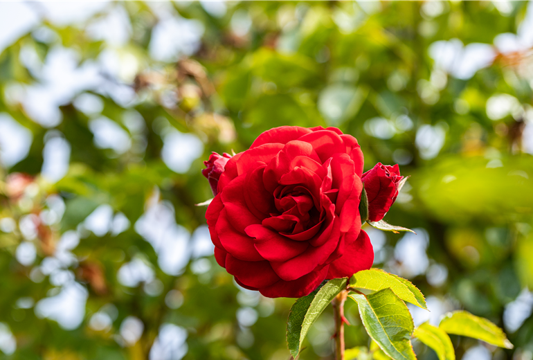 Rosa 'Amadeus' Rosa 'Amadeus'