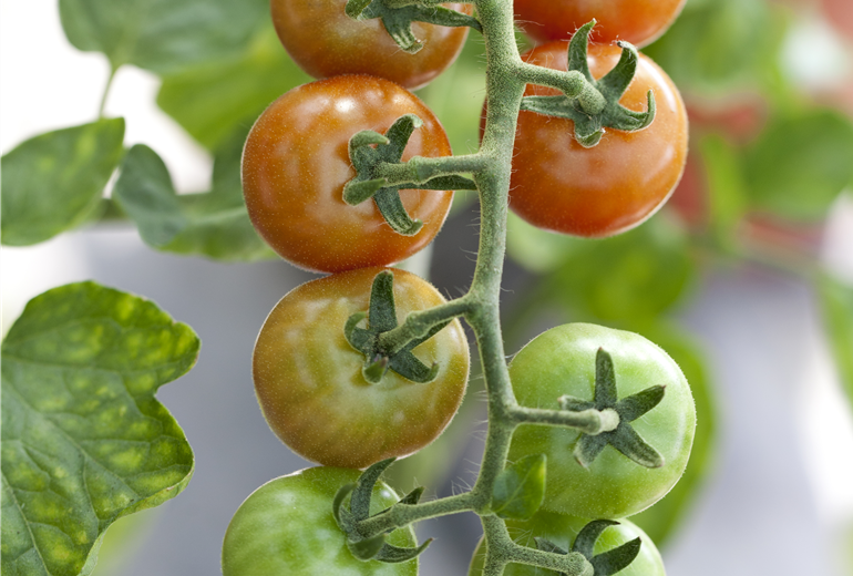 Solanum lycopersicum Gardeners Delight Solanum lycopersicum Gardeners Delight