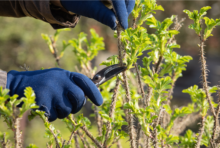 Rosenschnitt Rosenschnitt