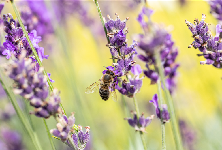 Biene an Lavendel Biene an Lavendel
