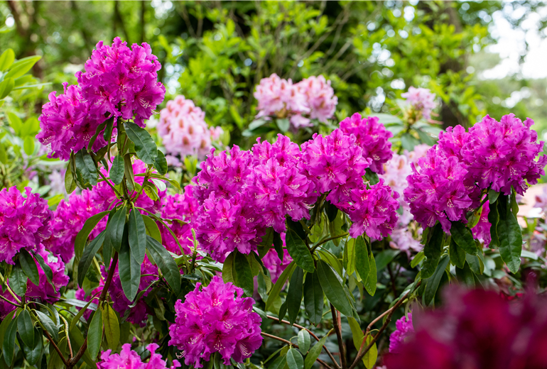 Rhododendron großblumig, pink
