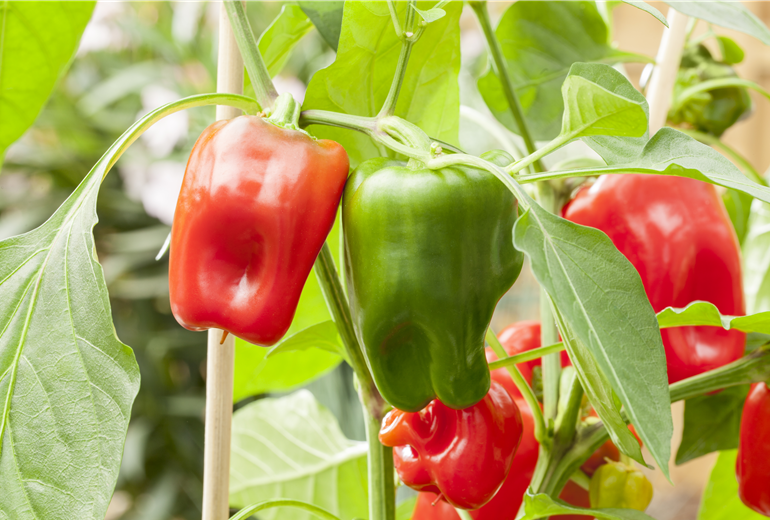 Capsicum annuum 'Pick a Pep'® Capsicum annuum 'Pick a Pep'®