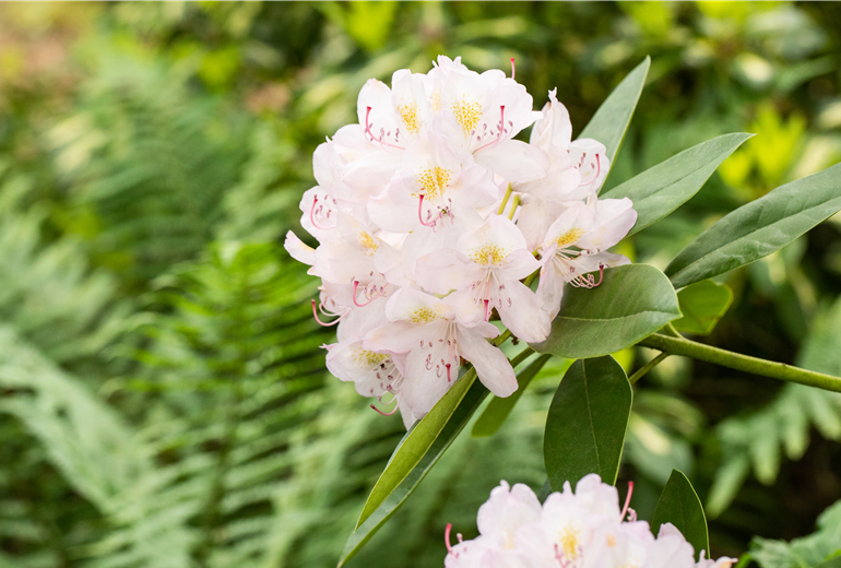 Rhododendron 'Goldsprenkel'