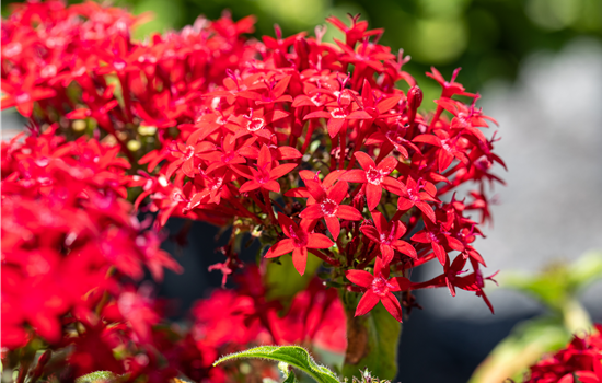 Die schönsten Beetnachbarn für mediterrane Pflanzen Die schönsten Beetnachbarn für mediterrane Pflanzen