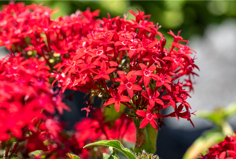 Pentas lanceolata, rot