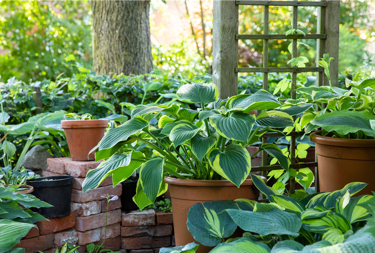 Gartenambiente mit Hosta Gartenambiente mit Hosta