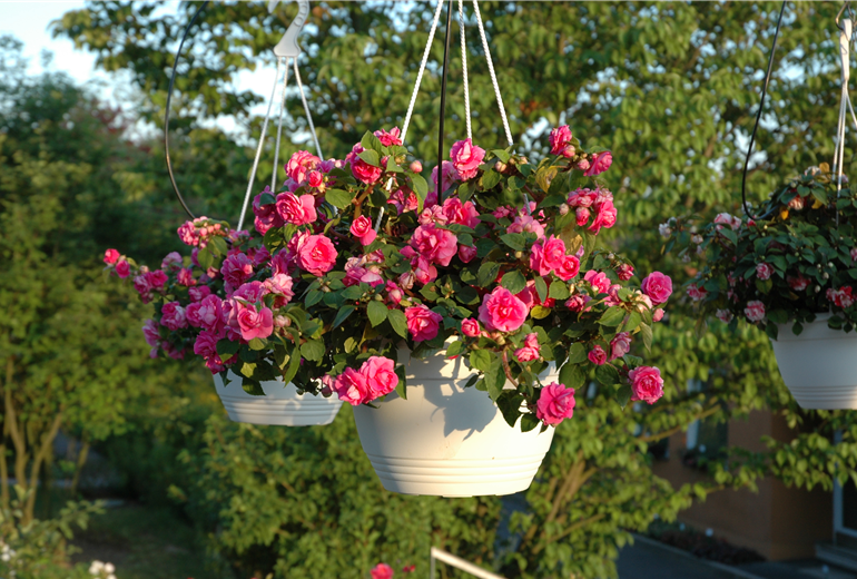 Impatiens walleriana, pink