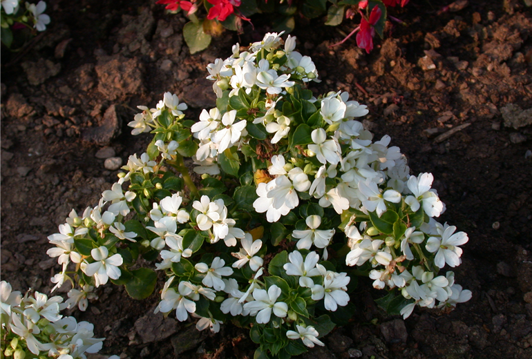 Impatiens walleriana 'Firefly'