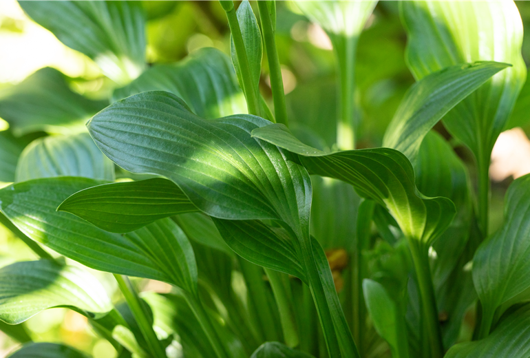 Hosta 'Small Parts' Hosta 'Small Parts'