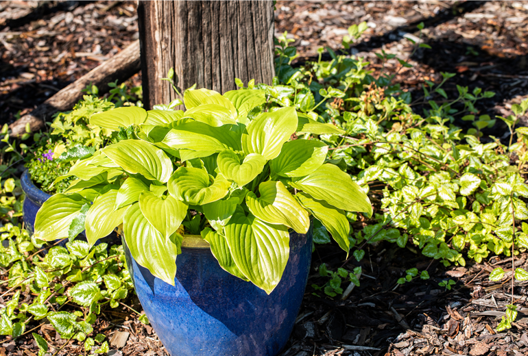 Hosta Hosta